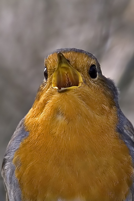 Pettirosso - Erithacus rubecula