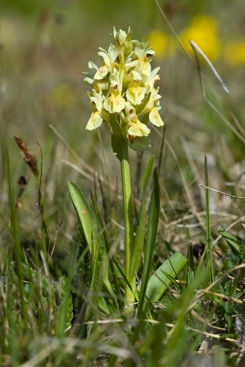 Dactylorhiza sambucina