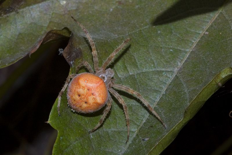 Araneus sp.