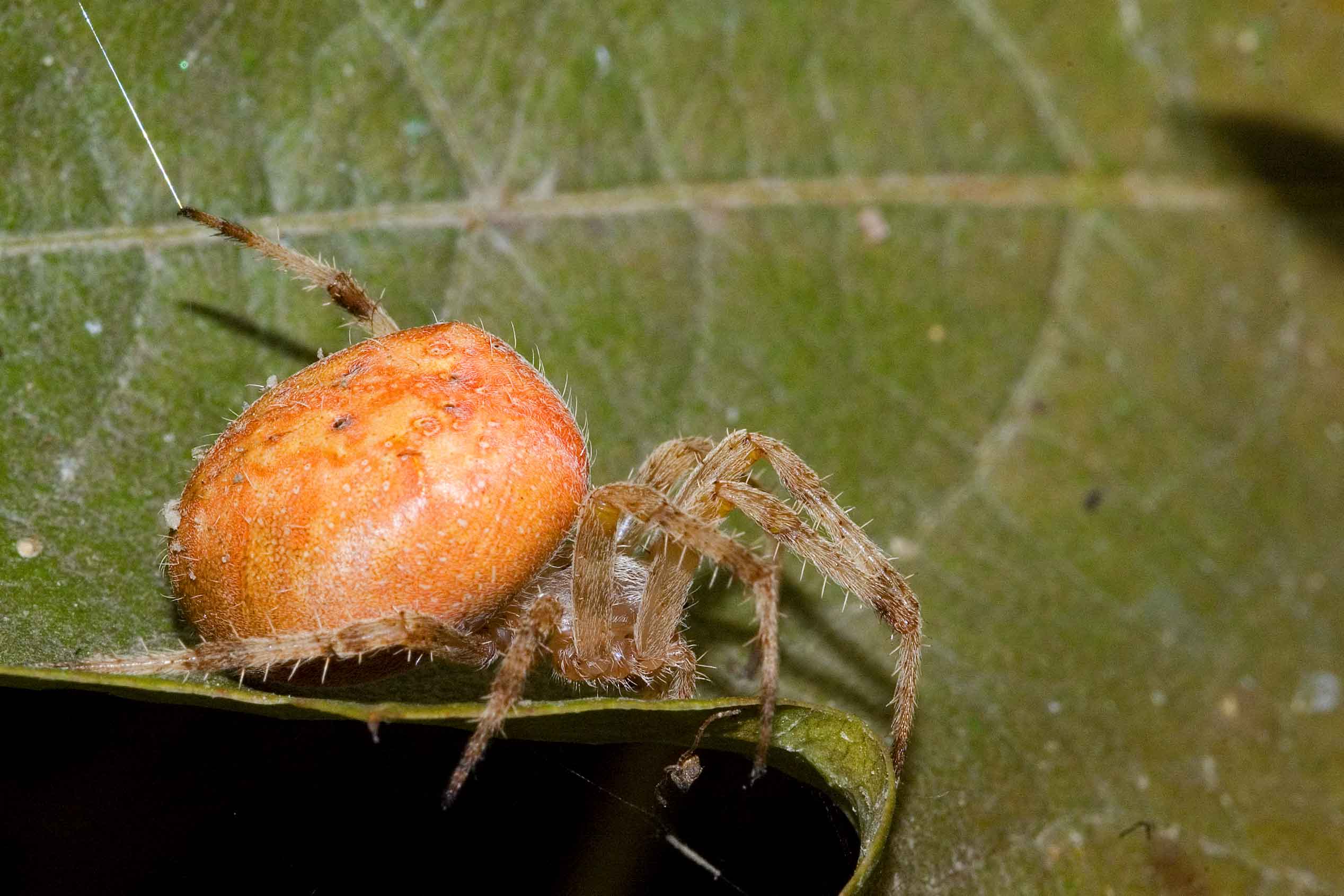 Araneus sp.