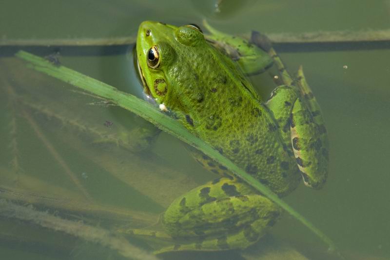 rana verde - Pelophylax sp. (prov. Bologna)