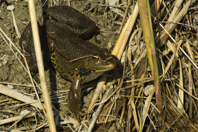 rana - Pelophylax cf. ridibundus (Romagna)