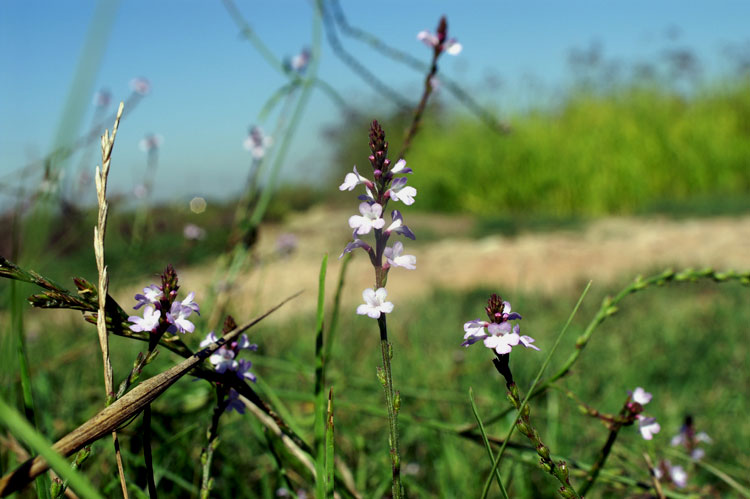 Verbena officinalis / Verbena comune