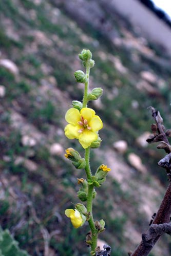 Analogie - Verbascum sp.