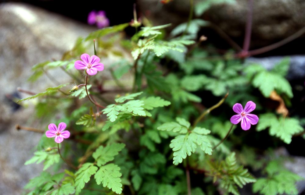 Geranium robertianum