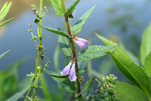 Scutellaria galericulata / Scutellaria palustre