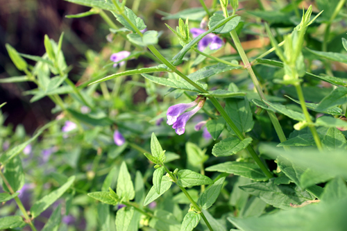 Scutellaria galericulata / Scutellaria palustre