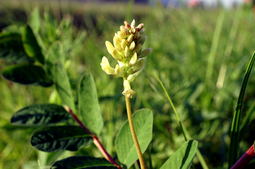 Astragalus glycyphyllos / Falsa liquerizia