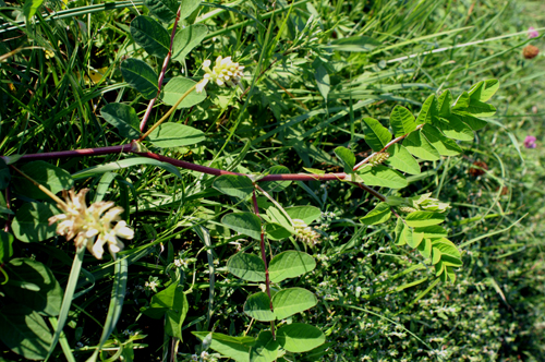 Astragalus glycyphyllos / Falsa liquerizia