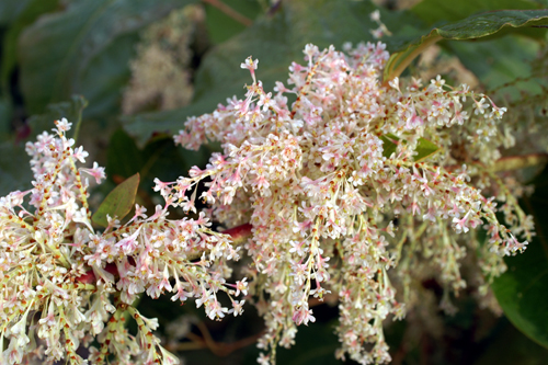 molto invasiva: Reynoutria  (= Fallopia) japonica