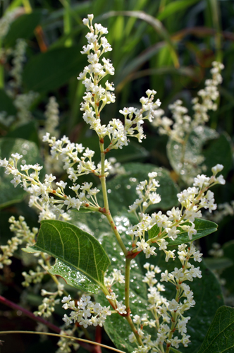 molto invasiva: Reynoutria  (= Fallopia) japonica