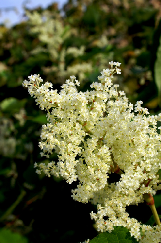 molto invasiva: Reynoutria  (= Fallopia) japonica