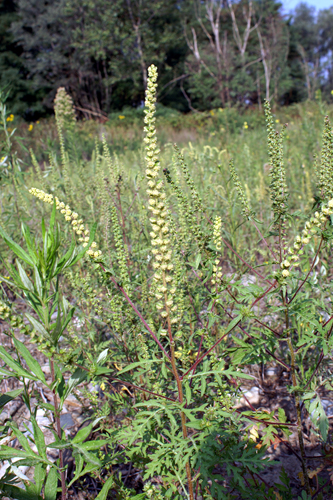 Ambrosia artemisiifolia / Ambrosia con foglie di Artemisia