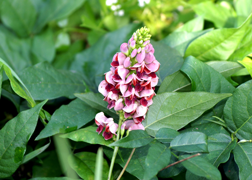 in campagna - Pueraria lobata