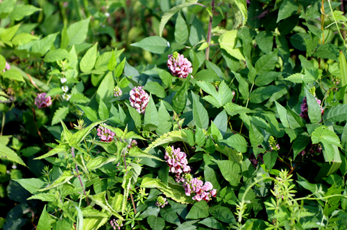 in campagna - Pueraria lobata