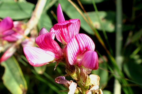 Onobrychis viciifolia