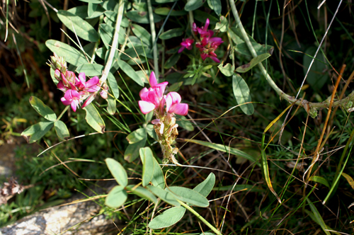 Onobrychis viciifolia