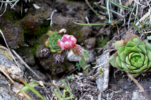 Silene vallesia / Silene del Vallese