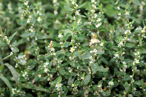 Polygonum aviculare / Poligono centonodi