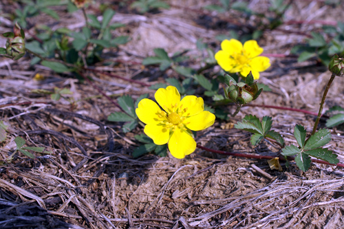 Potentilla reptans / Cinquefoglio