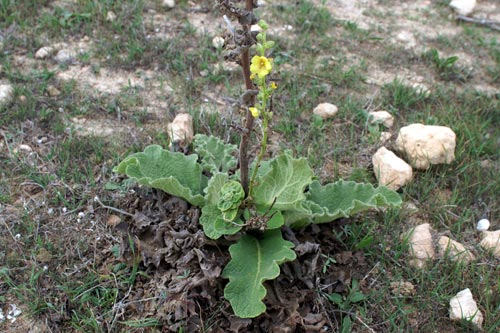 Analogie - Verbascum sp.