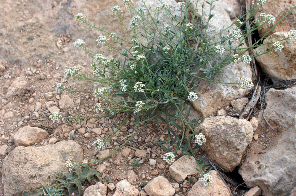 Lobularia maritima