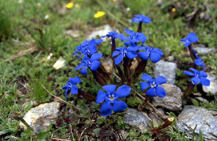 Gentiana brachyphylla e Gentiana bavarica