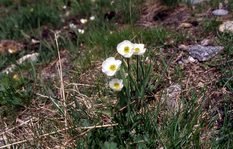 Ranunculus kuepferi (=pyrenaeus) / Ranuncolo dei Pirenei