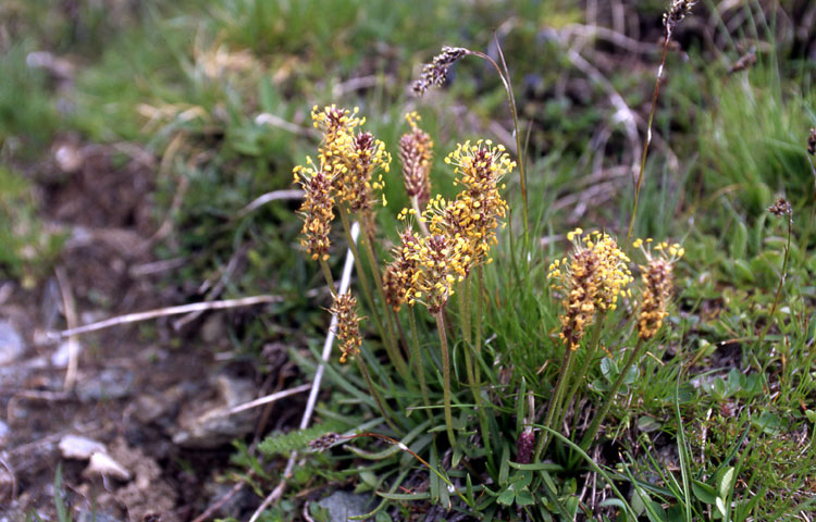 Plantago alpina / Piantaggine delle Alpi