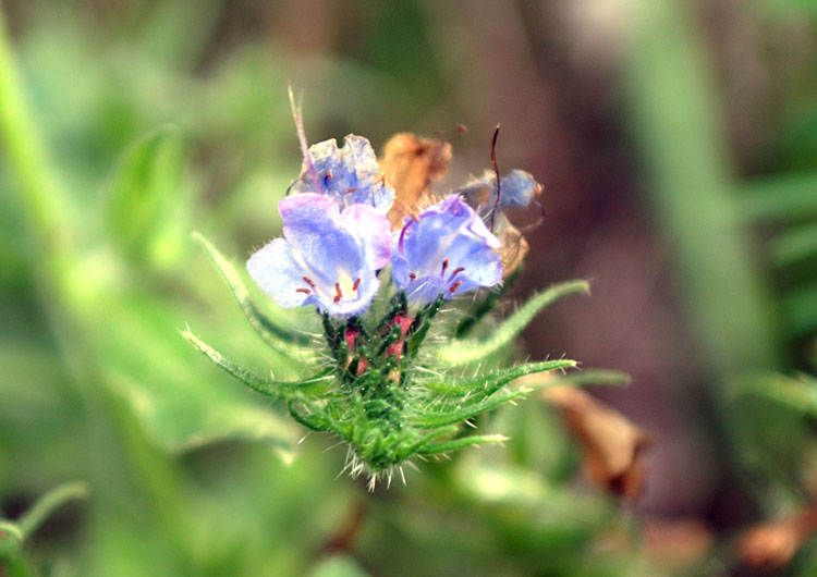 Echium vulgare / Viperina azzurra