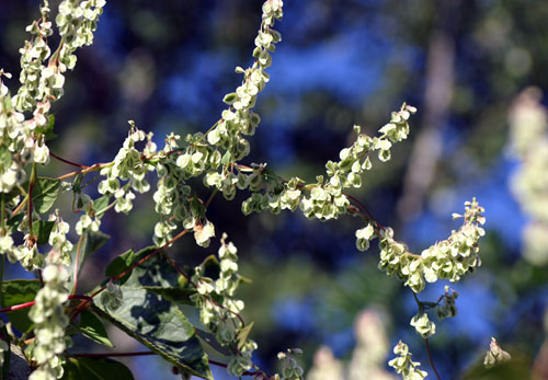 Fallopia dumetorum