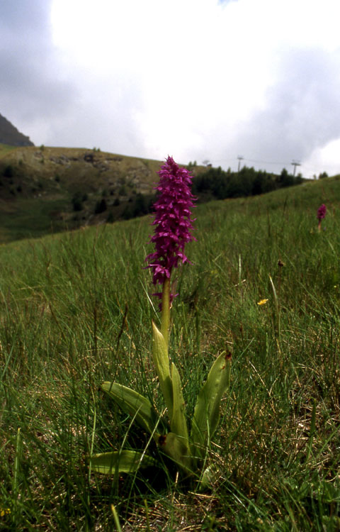 Dactylorhiza majalis / Orchide a foglie larghe