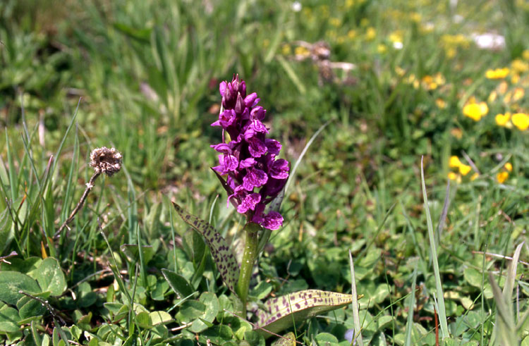 Dactylorhiza majalis / Orchide a foglie larghe