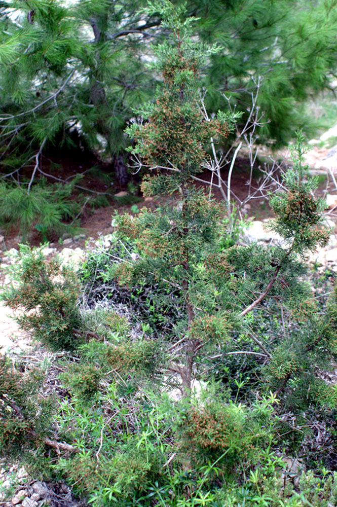 piccoli alberi crescono (Juniperus phoenicea)