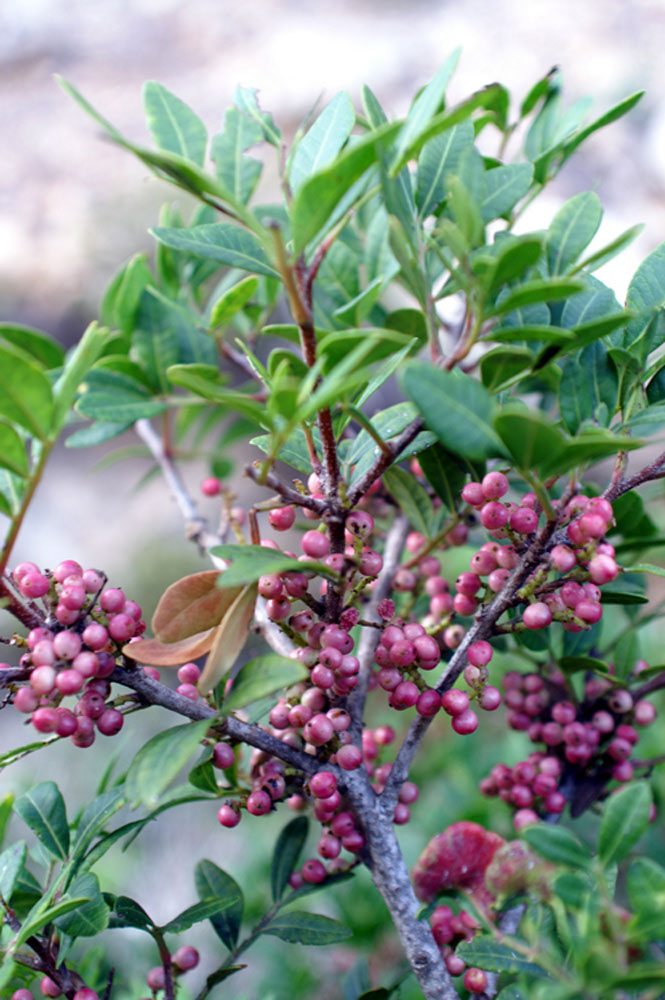 Pistacia lentiscus / Lentisco