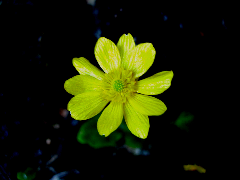 Ranunculus bullatus / Ranuncolo rosulato