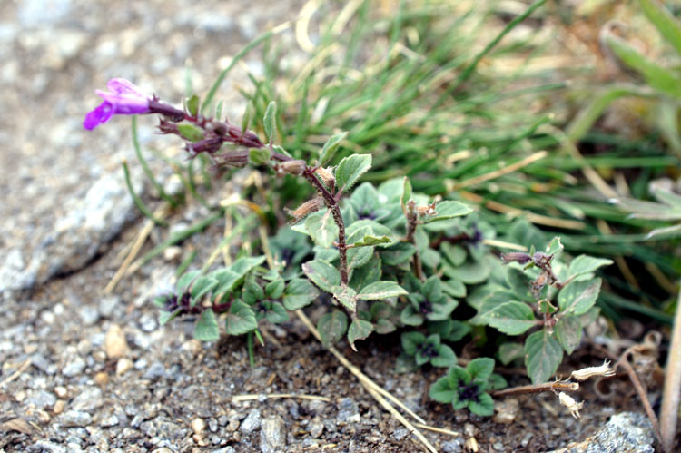 Ziziphora granatensis (=Acinos alpinus) / Acino alpino