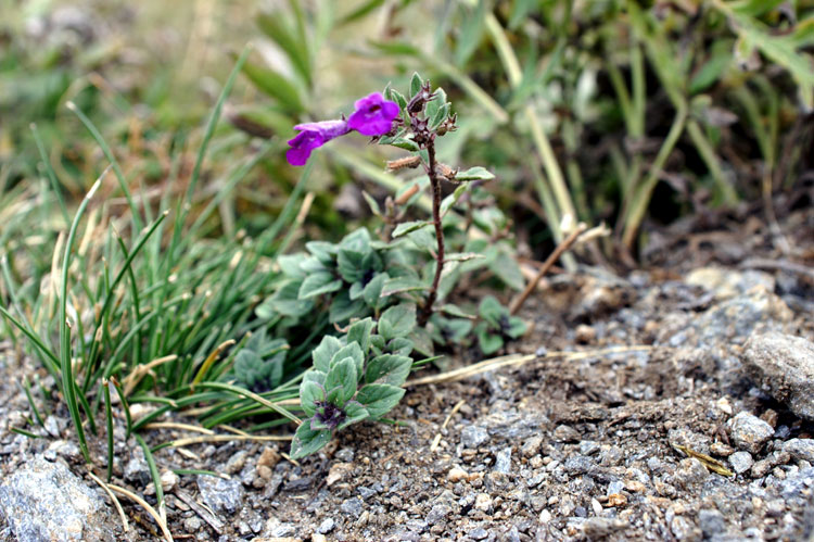 Ziziphora granatensis (=Acinos alpinus) / Acino alpino