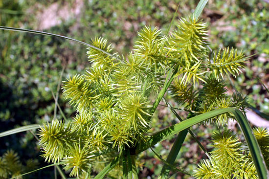 Cyperus strigosus / Zigolo americano