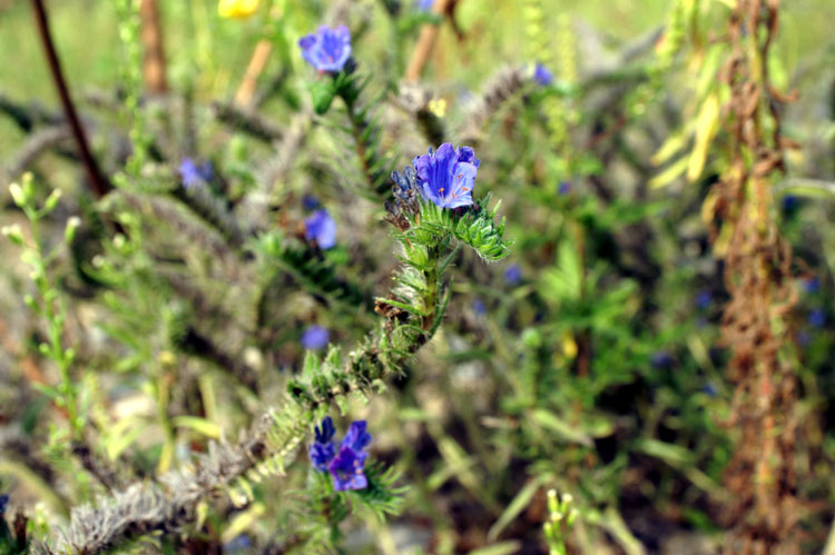 Echium vulgare / Viperina azzurra