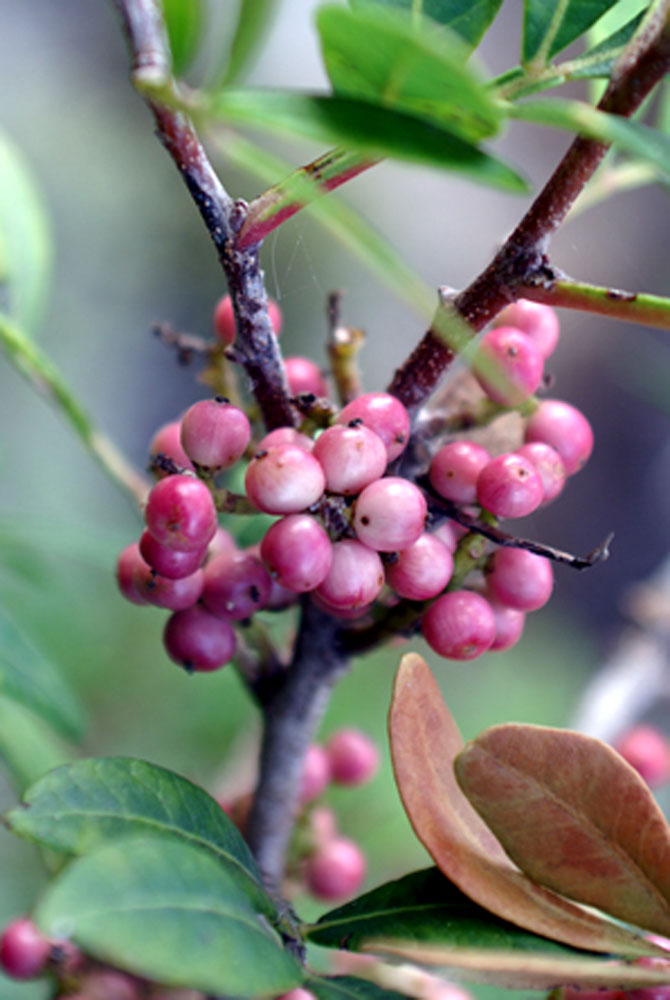 Pistacia lentiscus / Lentisco