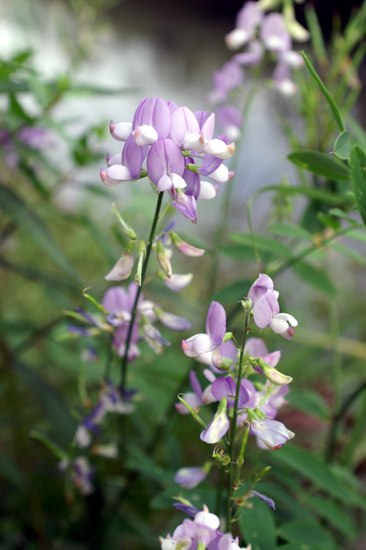 Galega officinalis / Capraggine avanese