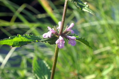 Stachys palustris /  Betonica palustre