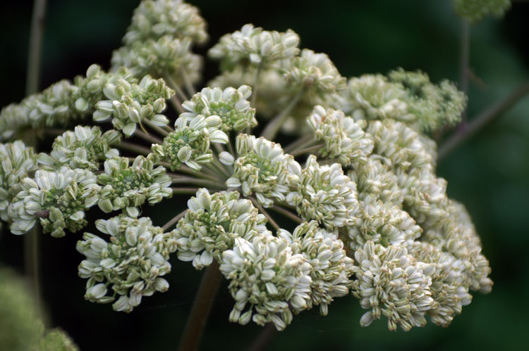 Angelica sylvestris / Angelica selvatica