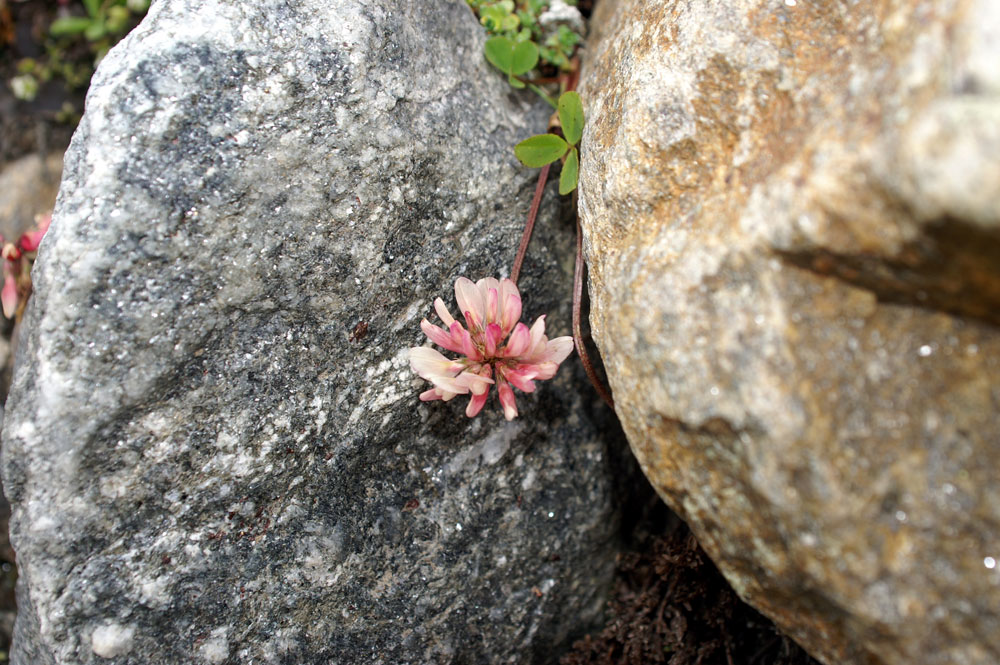 E'' un trifolium? - Trifolium thalii