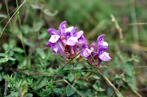 Scutellaria alpina / Scutellaria delle Alpi