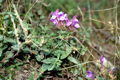 Scutellaria alpina / Scutellaria delle Alpi