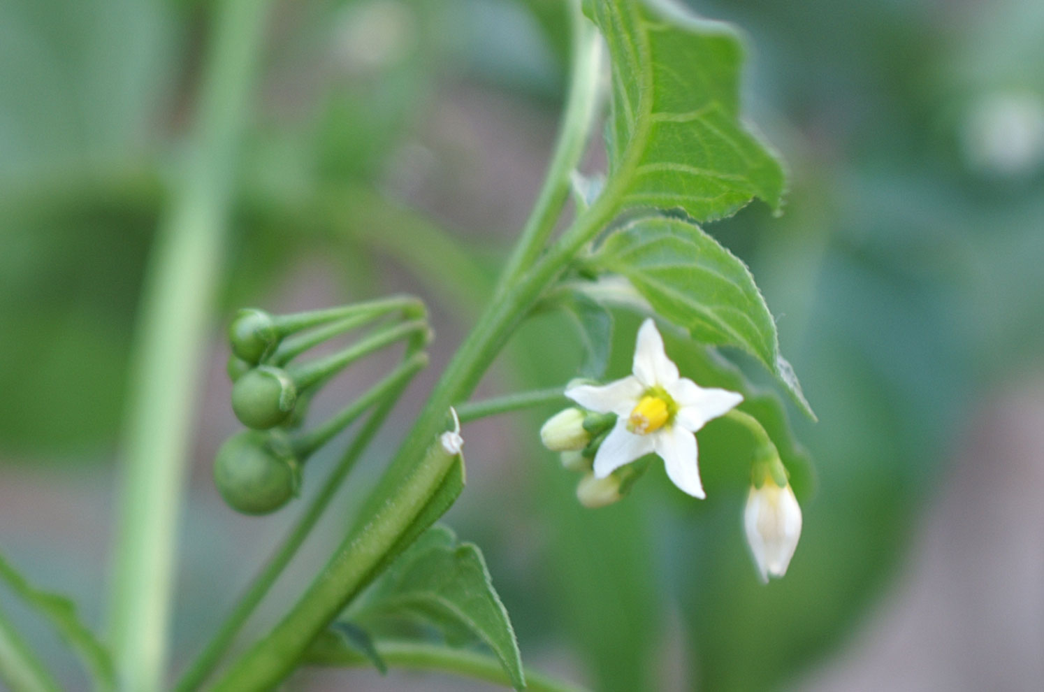 Solanacea? - Solanum sp.