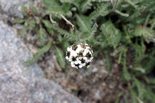 Achillea nana / Millefoglio nano