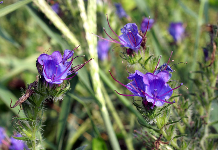 Echium vulgare / Viperina azzurra